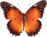   Cethosia Biblis